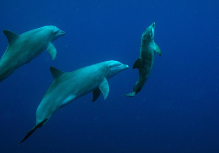 GWD Saintes tursiops mouillage 2013 29sept_06.jpg
